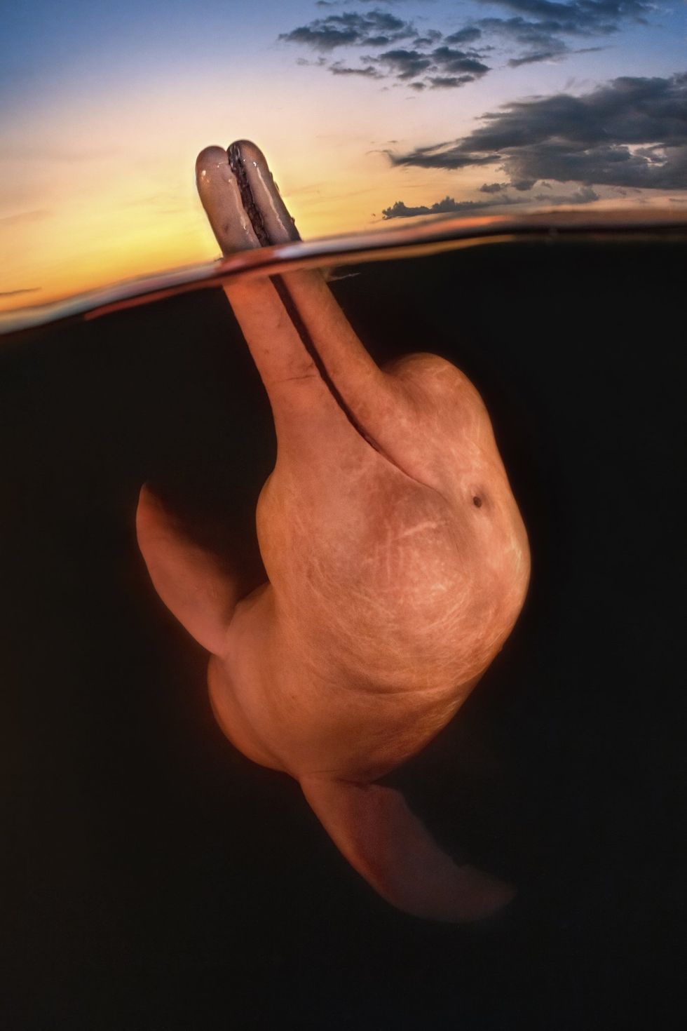 river dolphin