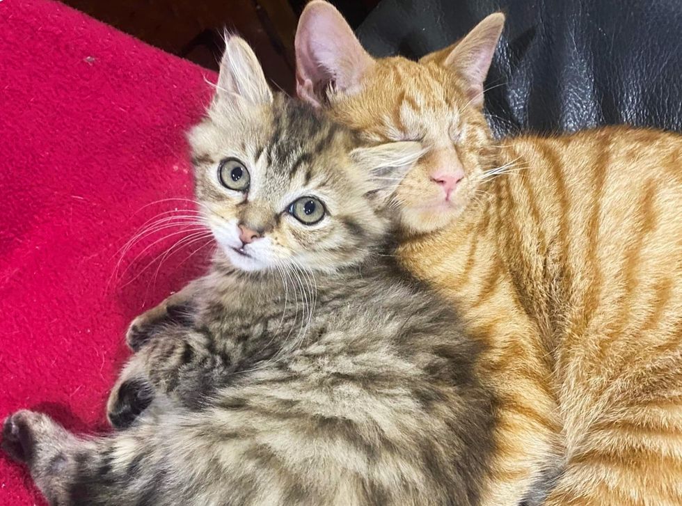 kitten snuggling blind cat