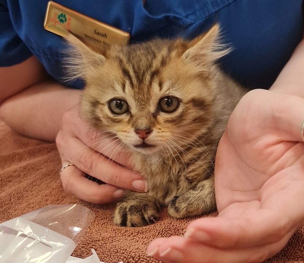 tabby kitten special needs