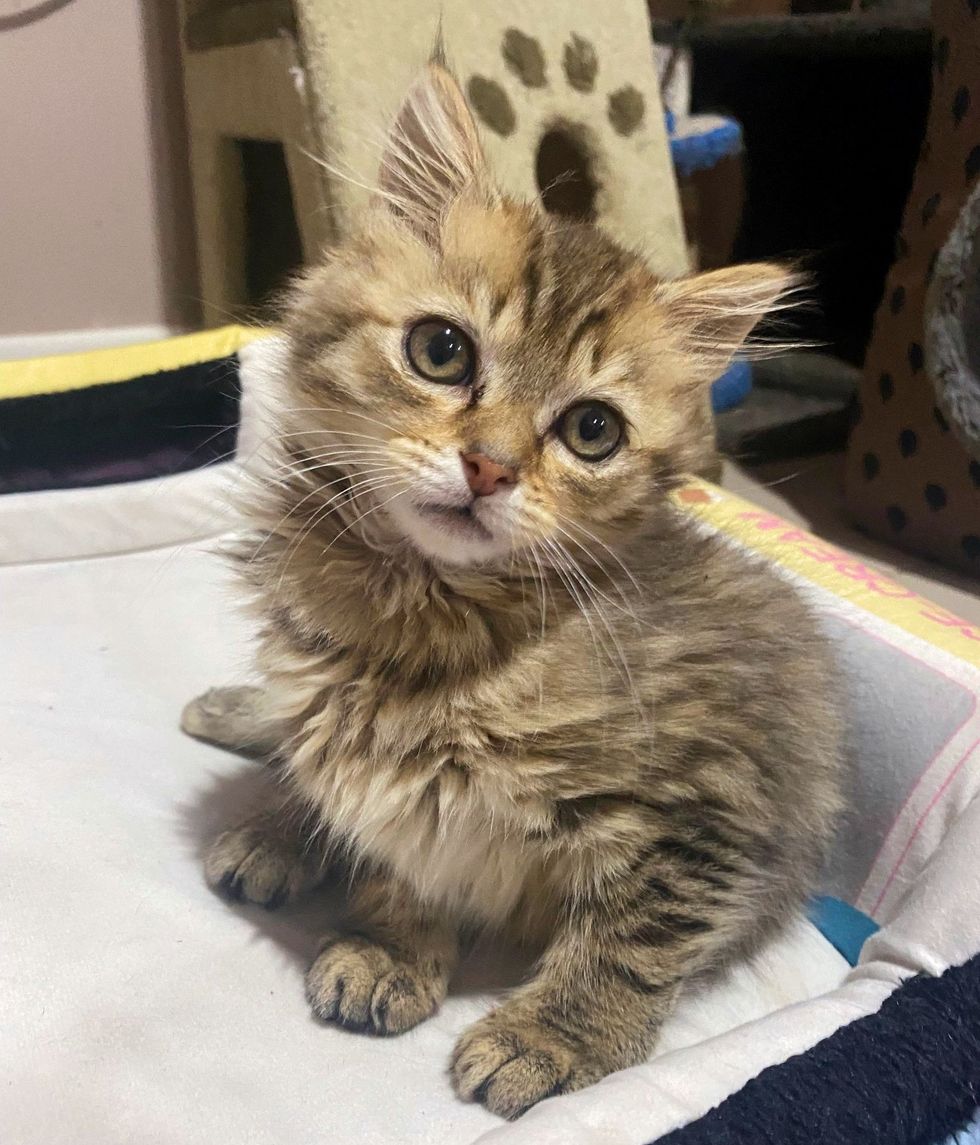 tabby kitten special needs