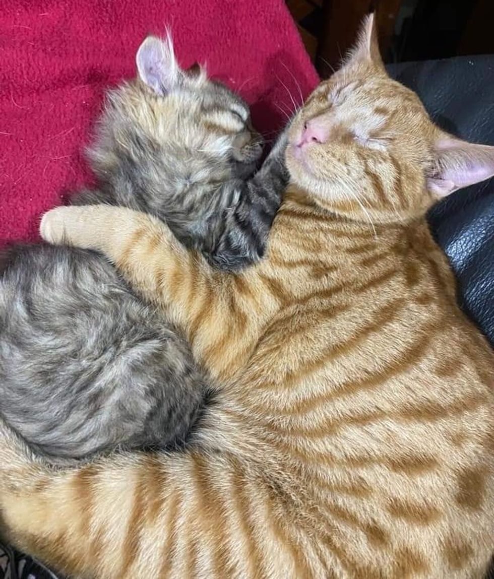 kitten hugs blind cat
