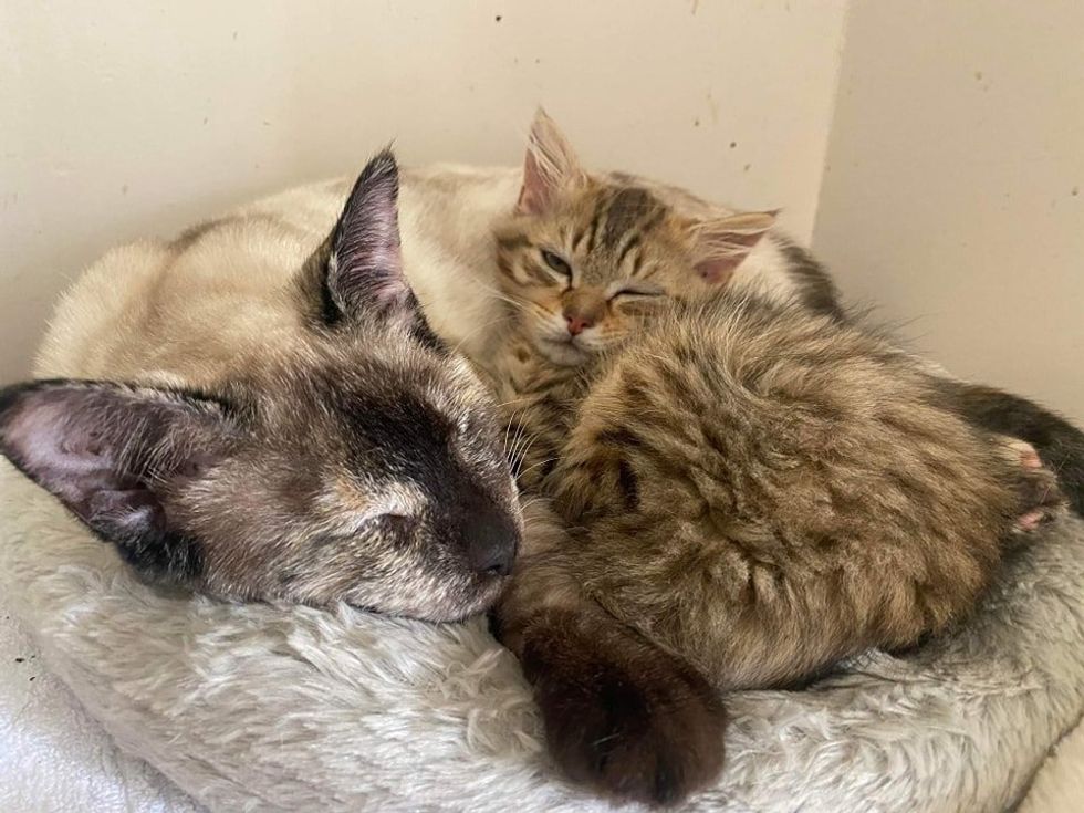 kitten snuggles blind cat