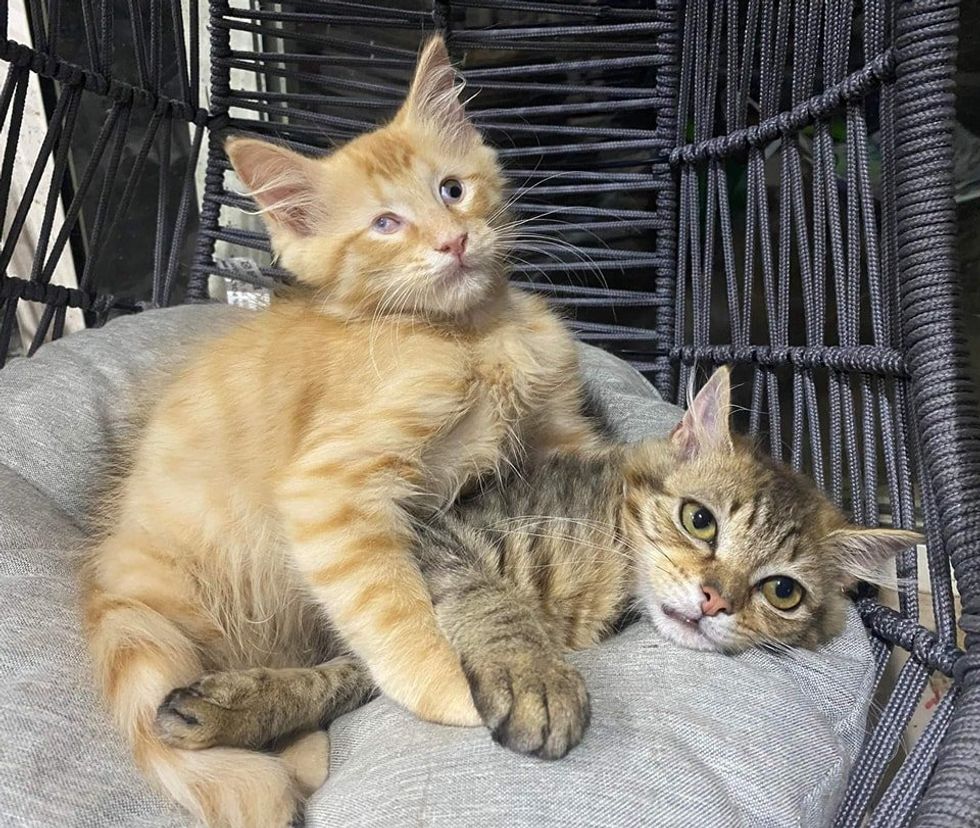 snuggly kitten friends