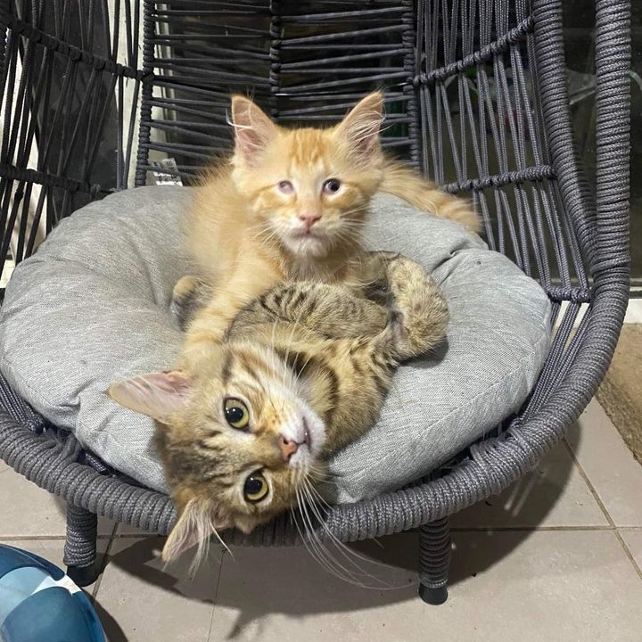 snuggly kitten friends