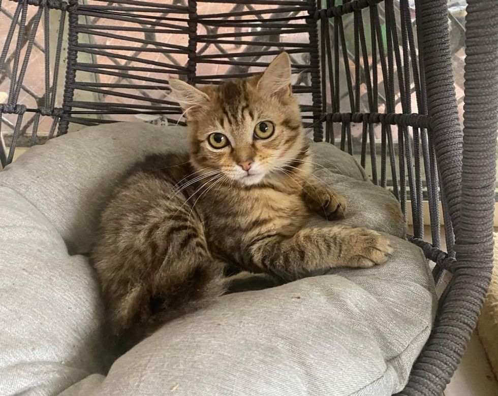 tabby kitten chair