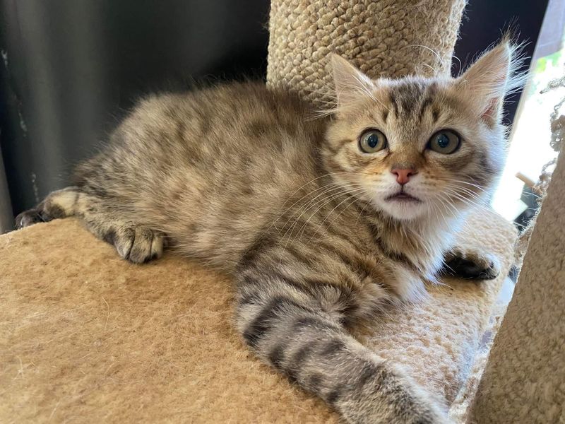 sloane kitten climbs tree