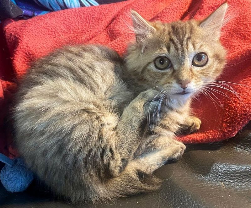 tabby kitten leg