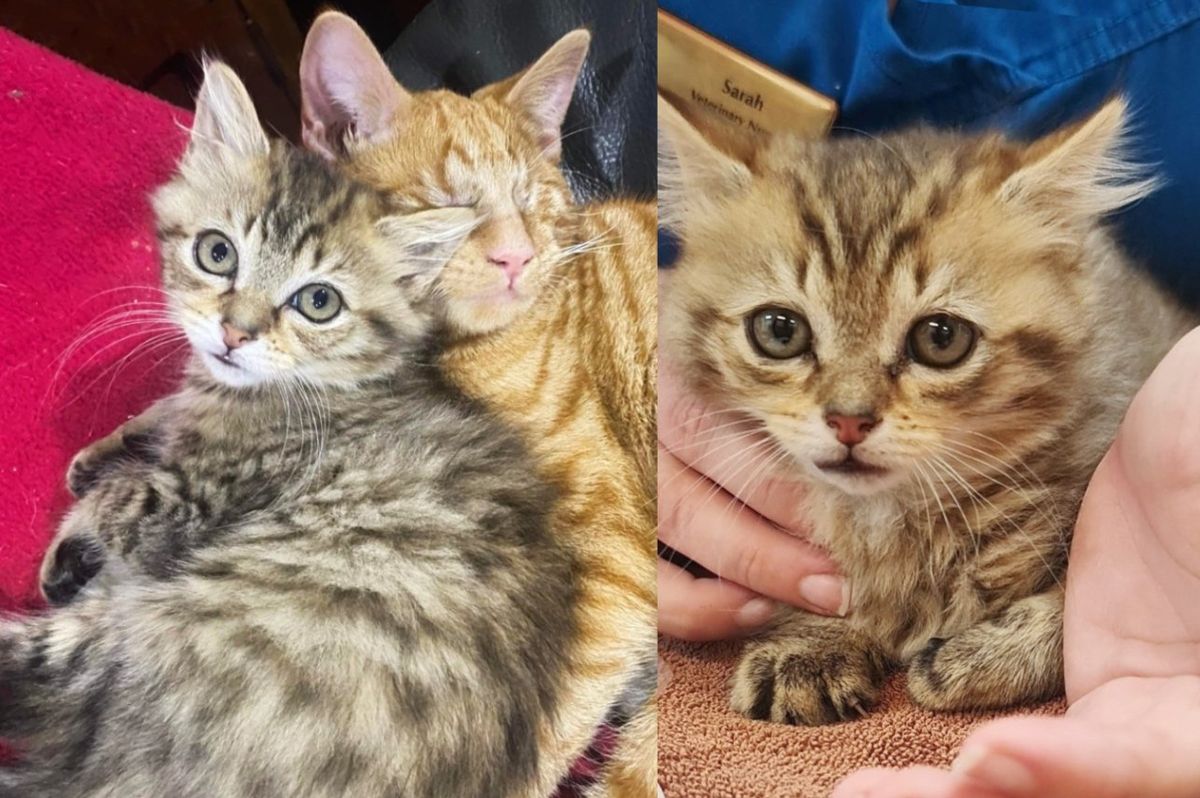Blind Cats Accept Kitten Abandoned on Road as Their Own, So She Never Feels Alone