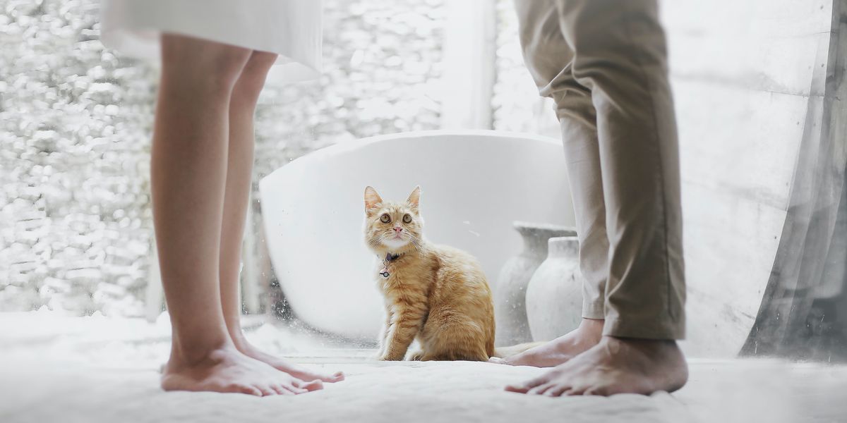 Cat sitting between two people