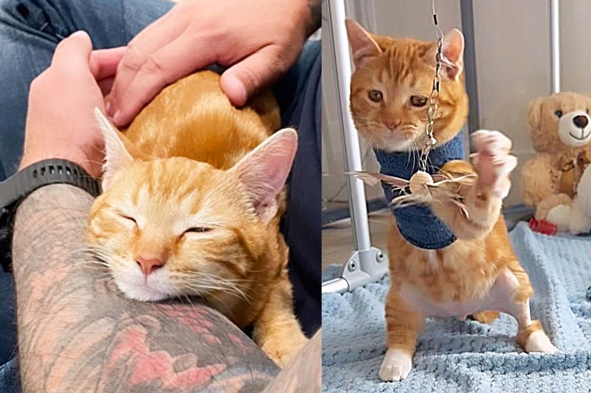 Kitten Walking on All Threes Ends Up Nestling into a Couple, Making Them His Forever People