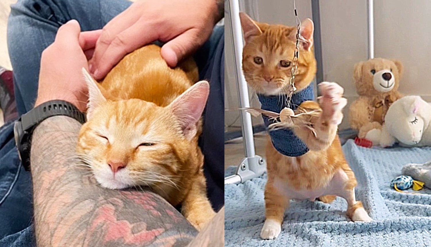 Kitten Walking on All Threes Ends Up Nestling into a Couple, Making Them His Forever People