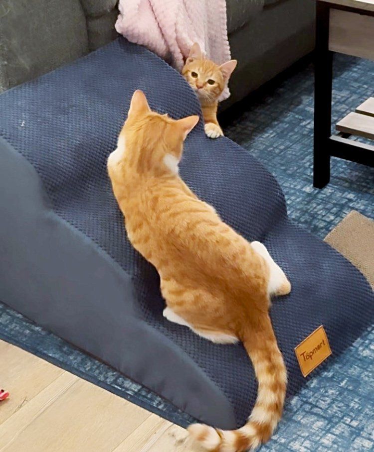 orange tabby kittens friends