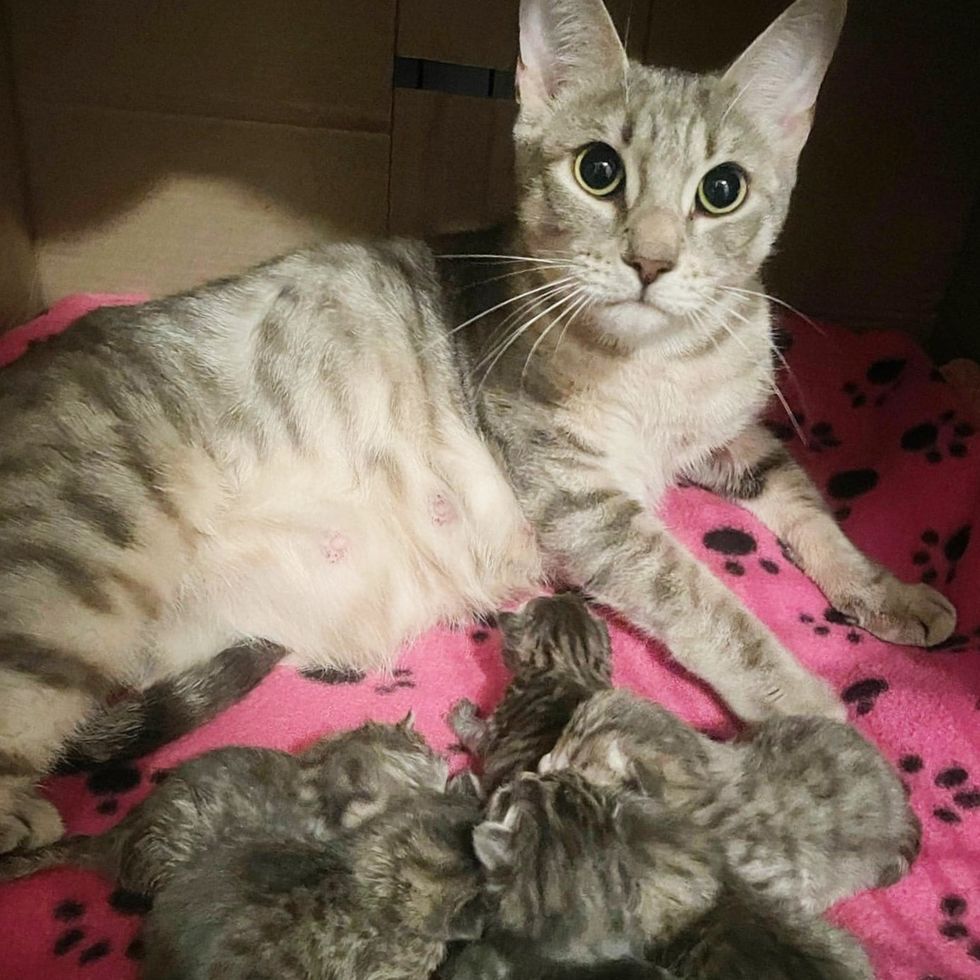 cat mom newborn kittens