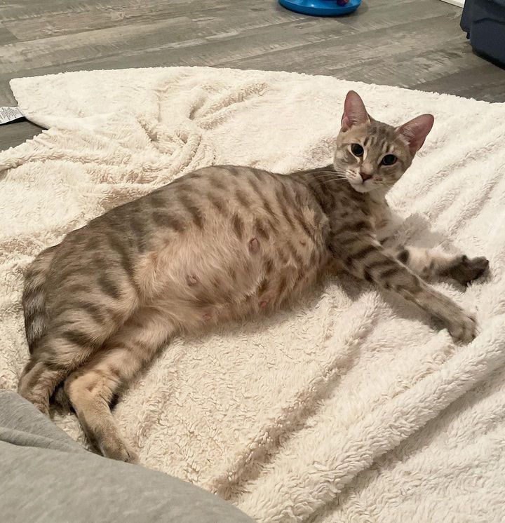 pregnant cat sage
