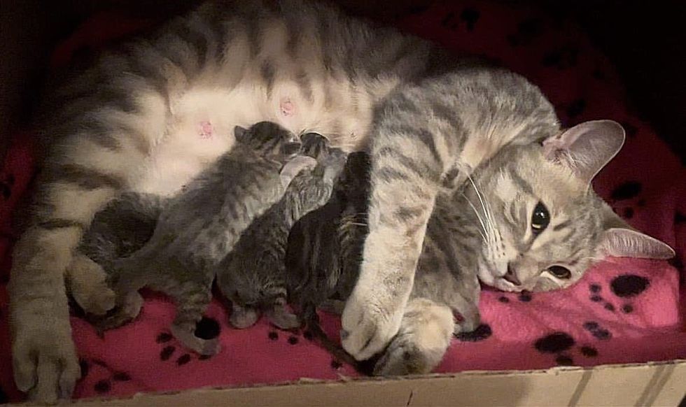 cat mom nursing kittens