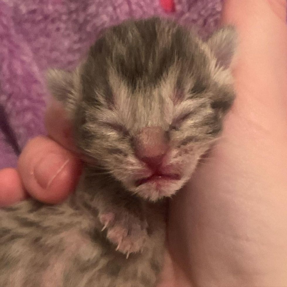 newborn kitten tiny