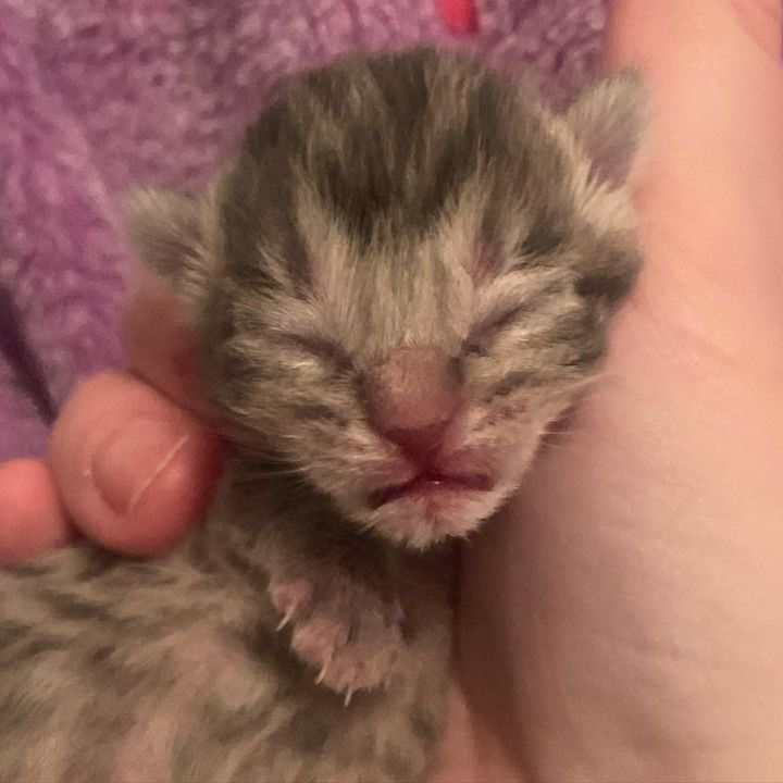 newborn kitten tiny