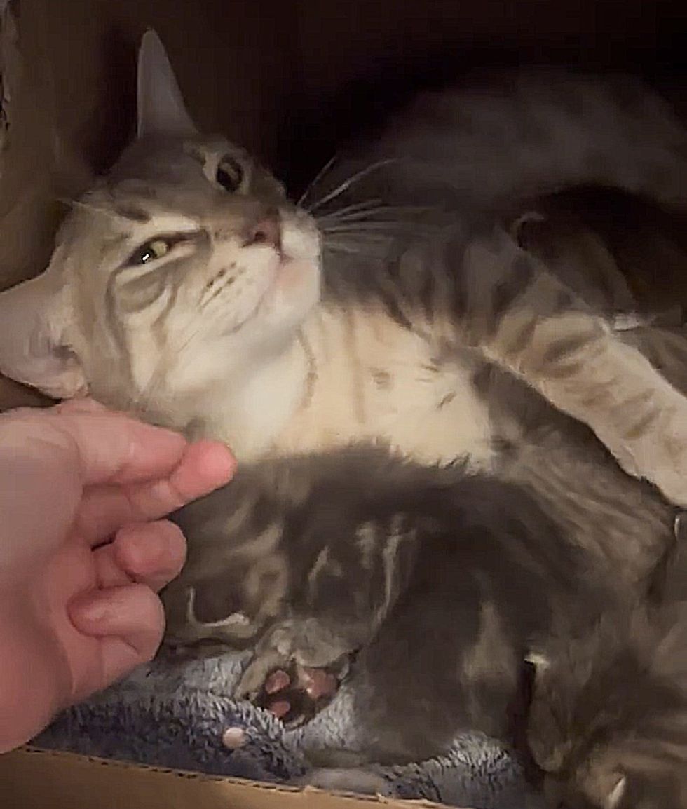 cat mom kittens happy