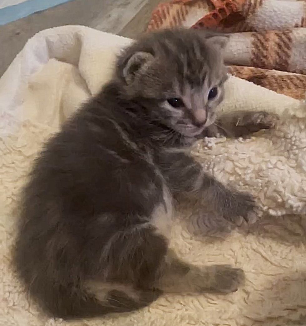 grey kitten tiny