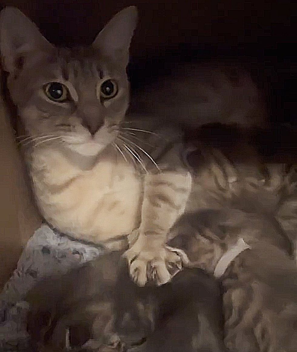 cat mom paw stretching
