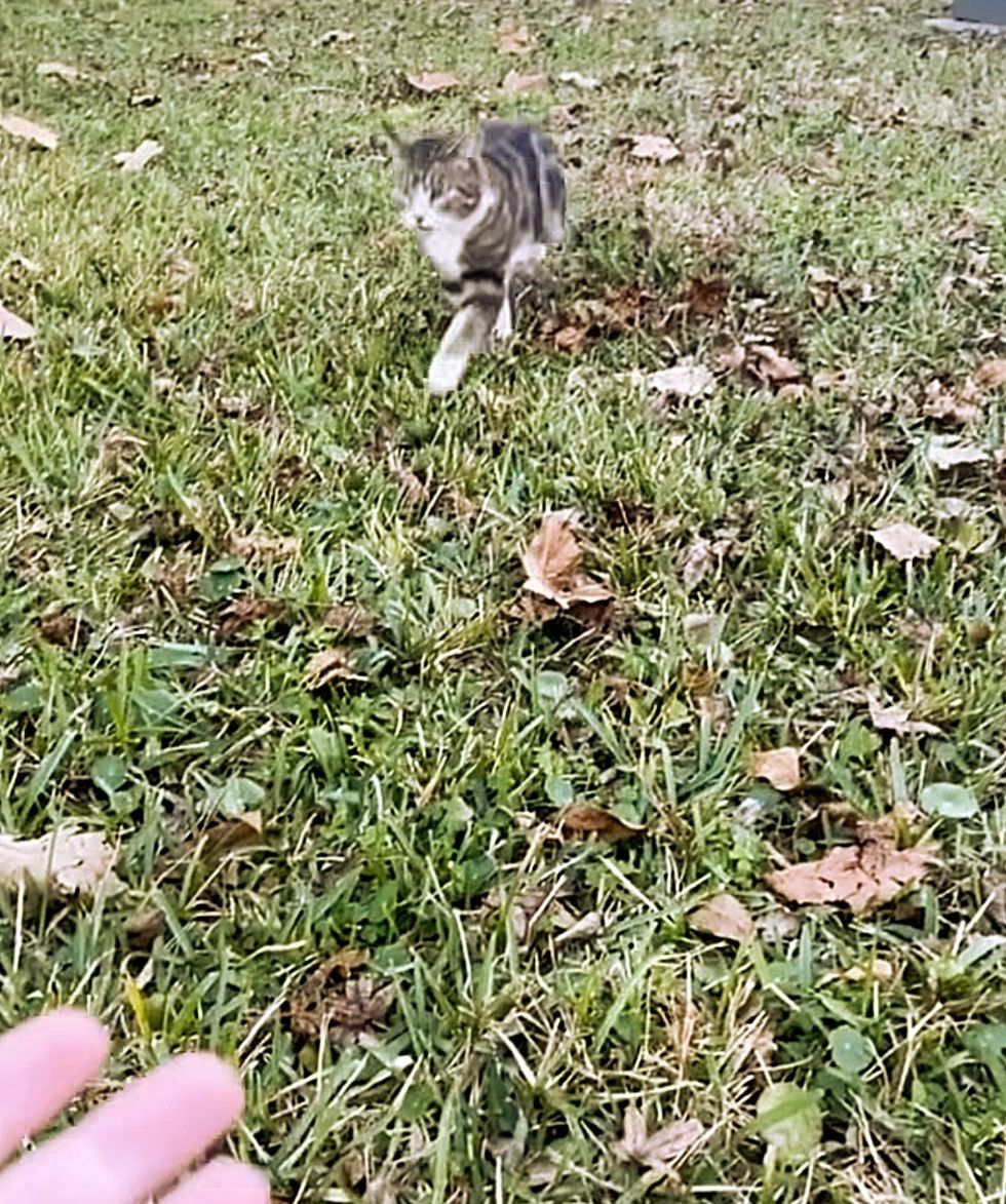 stray feline  neighborhood