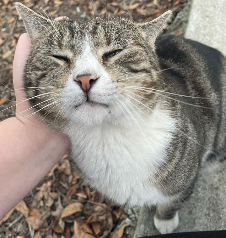 stray cat petting happy