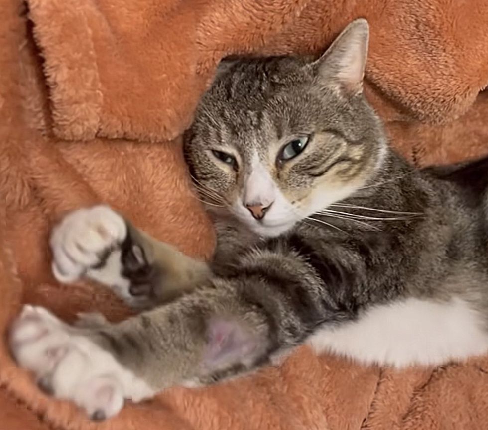 tabby cat kneading paws