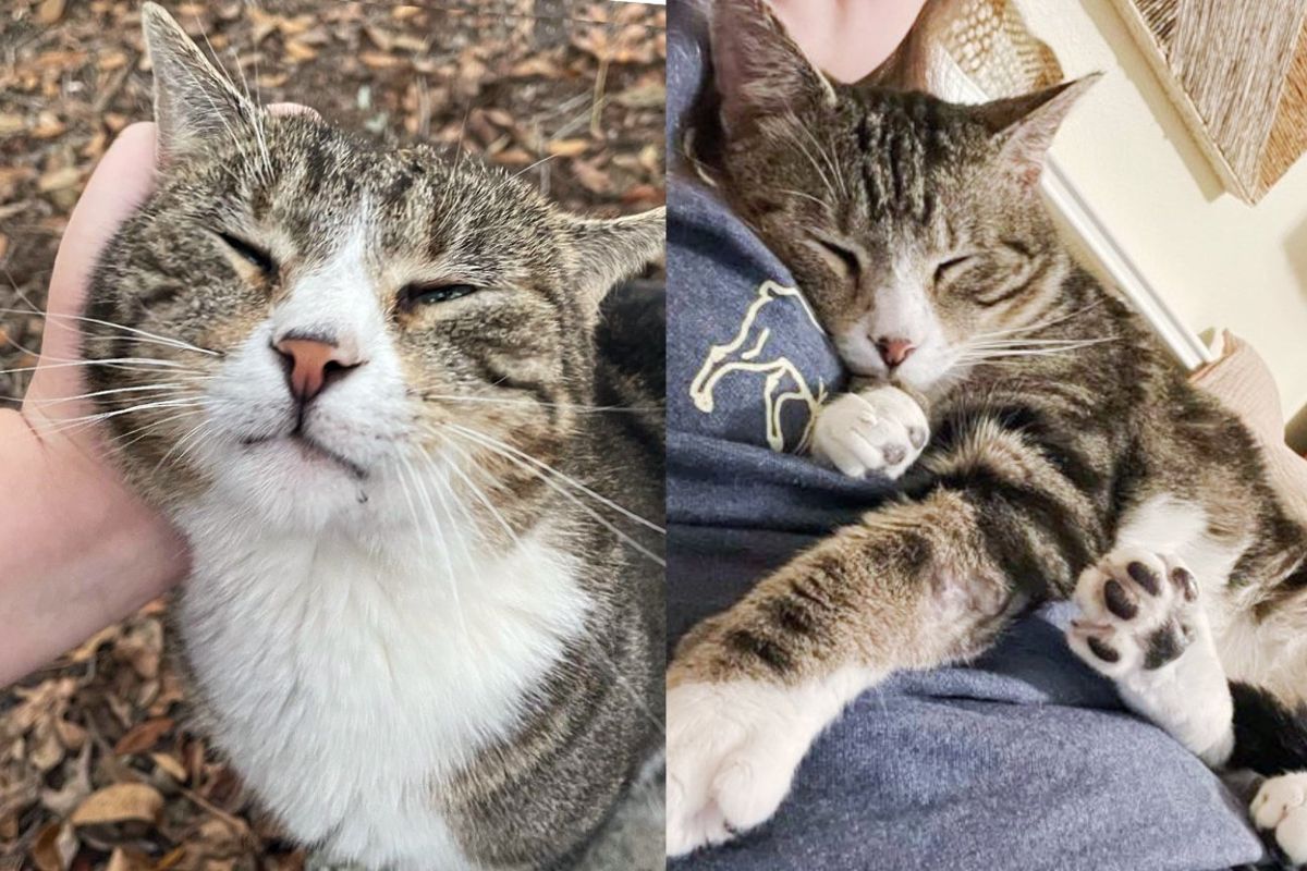 Cat Comes to Stay with Kind Person Right Before an Overnight Freeze, But It Turns Out to Be Forever