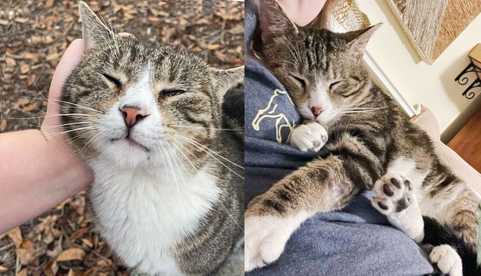 Cat Comes to Stay with Kind Person Right Before an Overnight Freeze, But It Turns Out to Be Forever