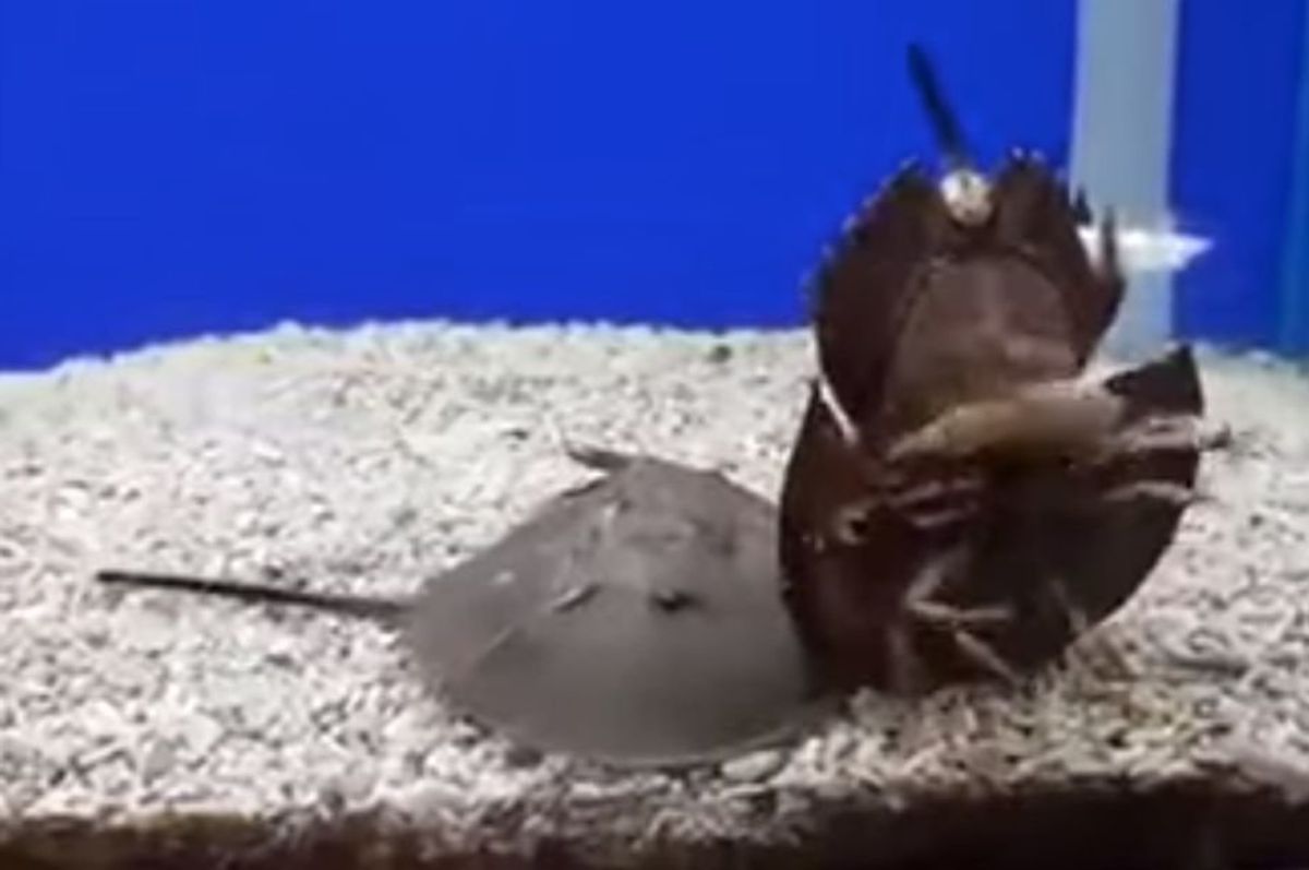 horseshoe crab