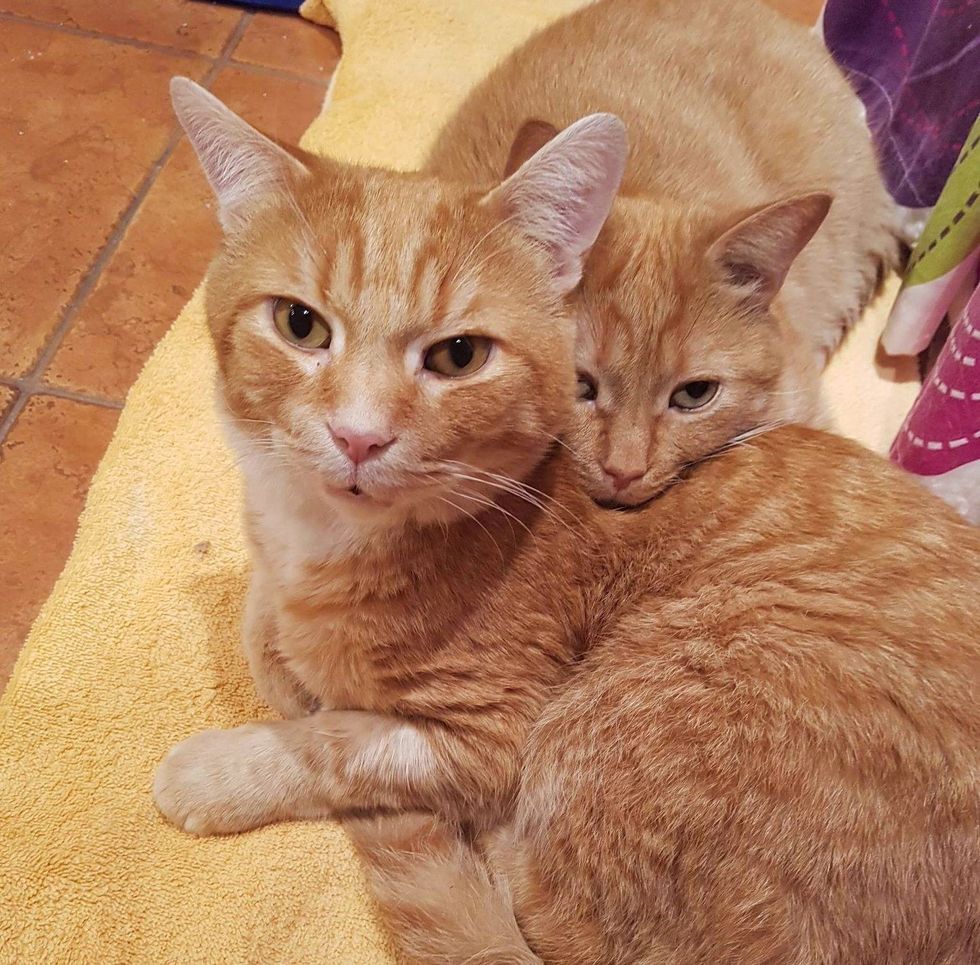 orange feline  brothers snuggles
