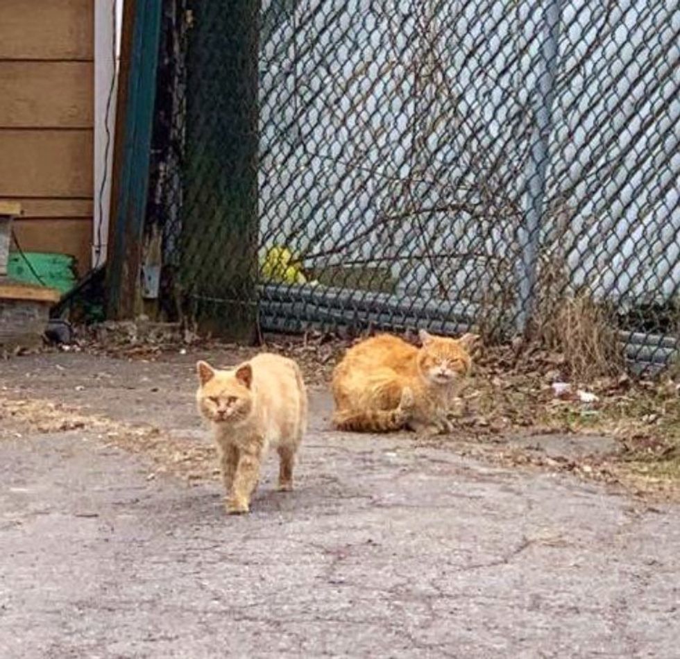 stray workplace  cats