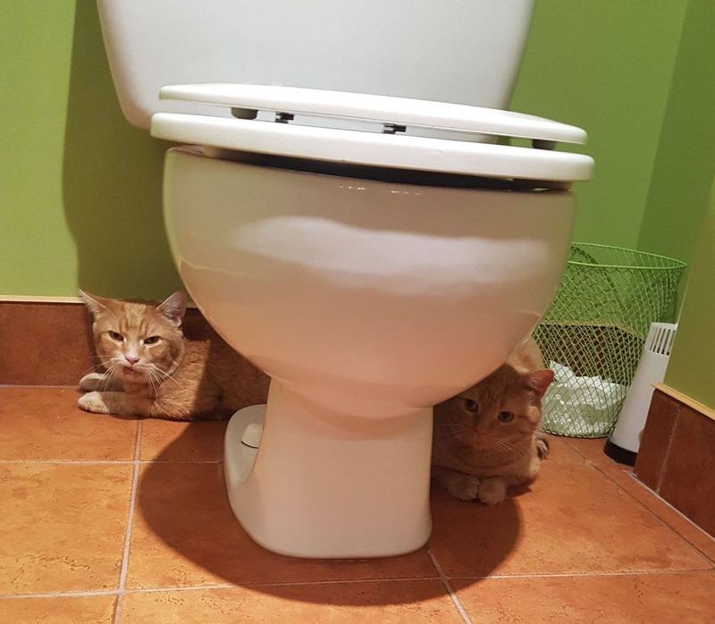 orange tabby cats hiding