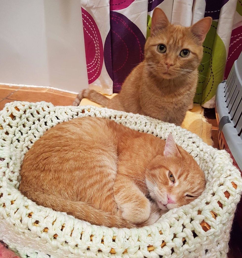 orange tabby cats bonded
