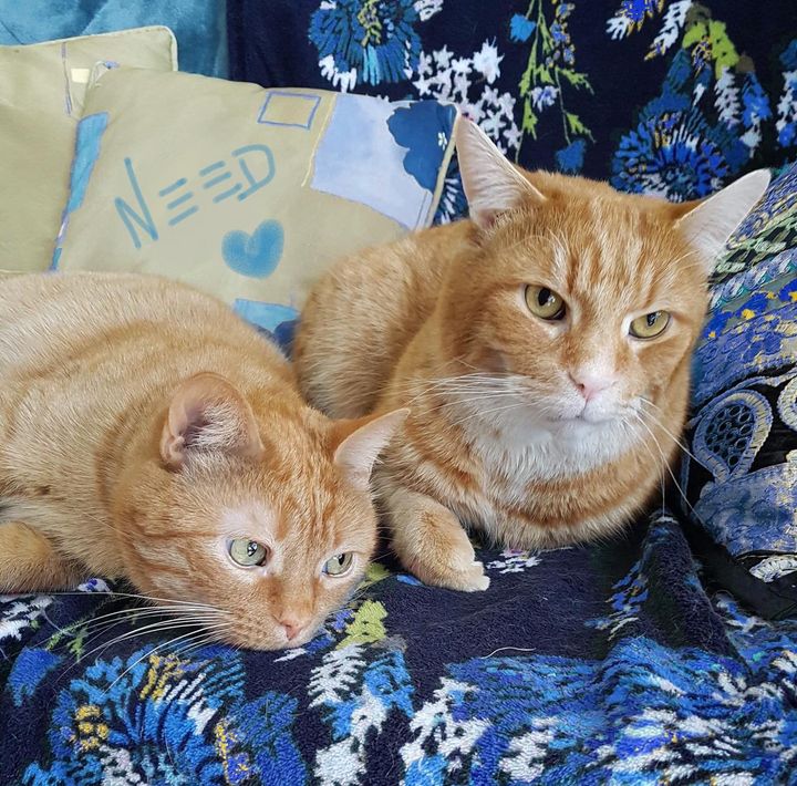 orange tabby cats best friends