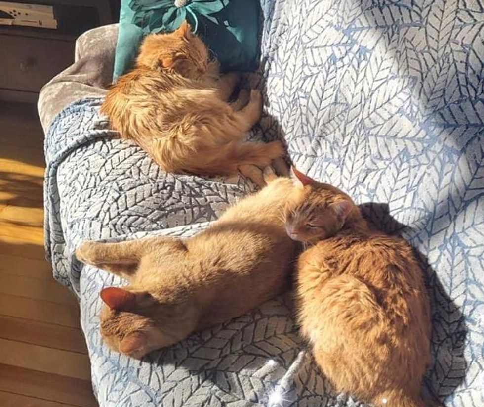 orange cats best friends