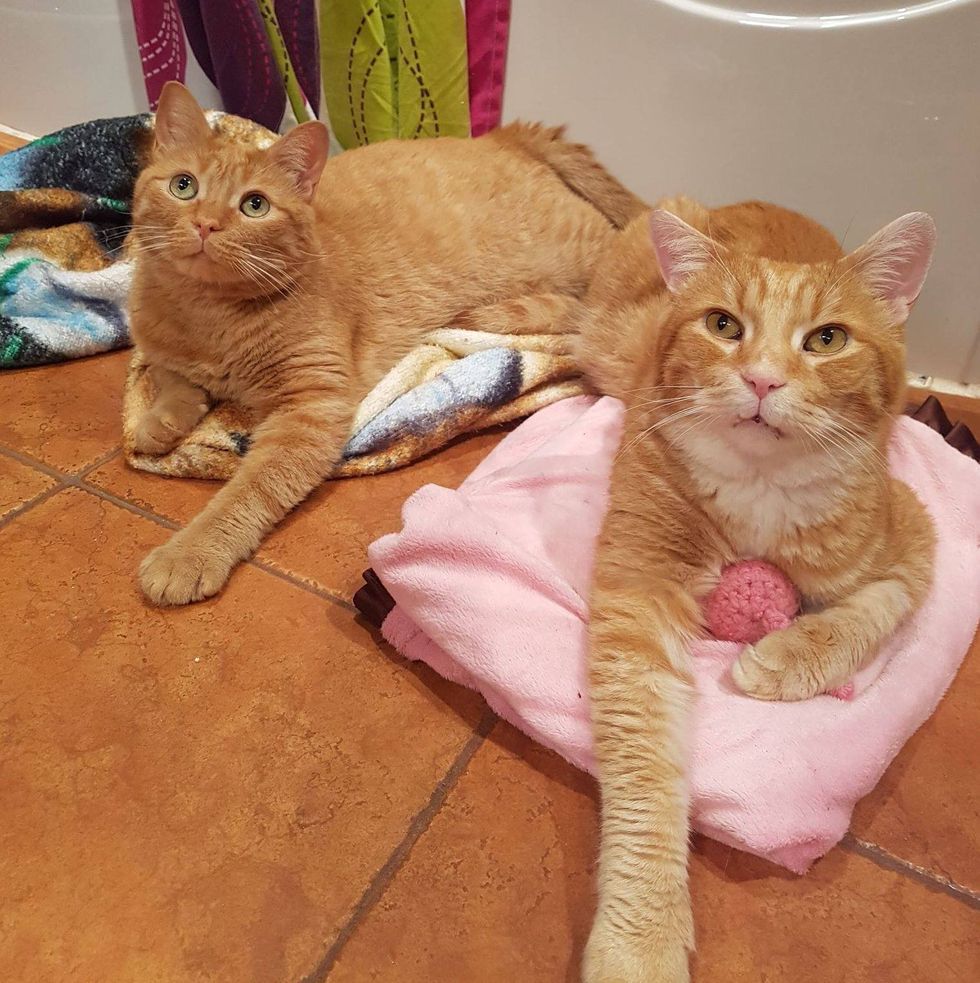 orange tabby cats brothers