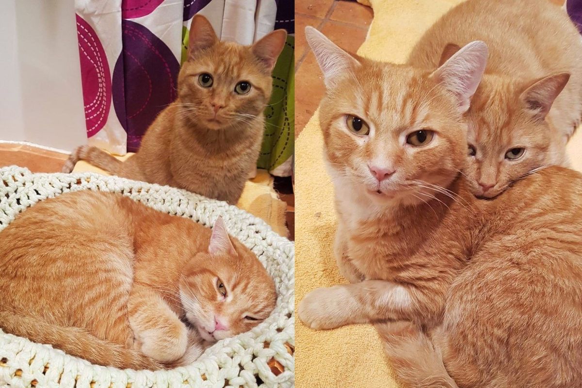 Two Cats Show Up on a Farm Needing Help, They End Up Making Another Ginger Cat Family