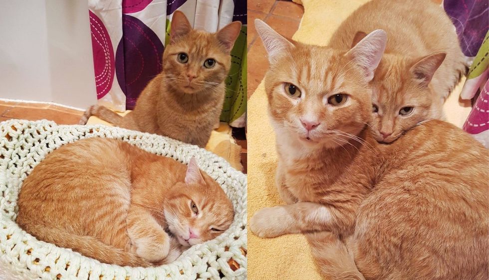 Two Cats Show Up on a Farm Needing Help, They End Up Making Another Ginger Cat Family