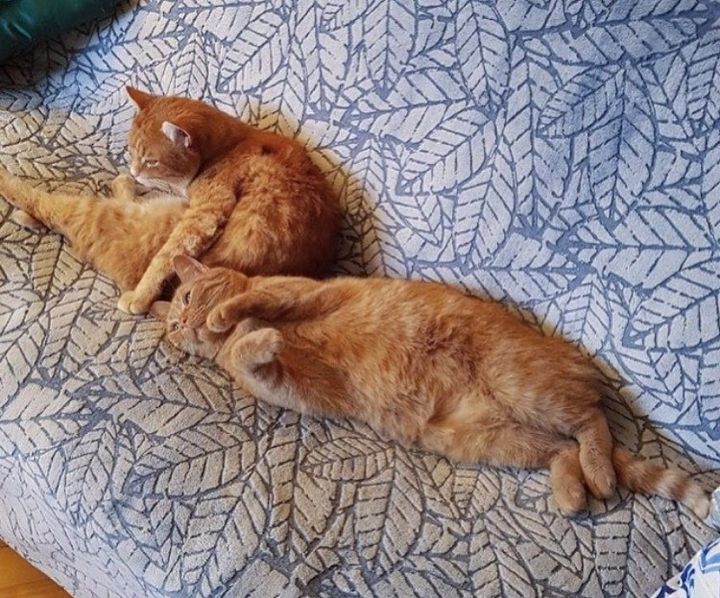 snuggly couch orange cats
