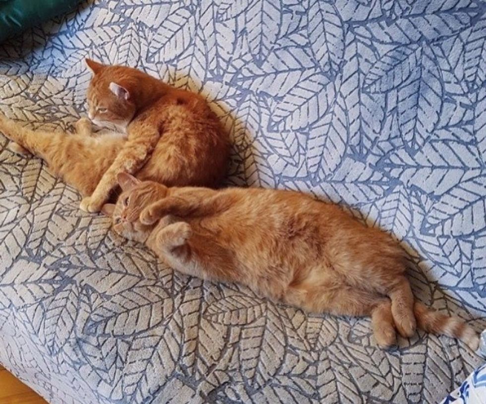 snuggly couch orange cats