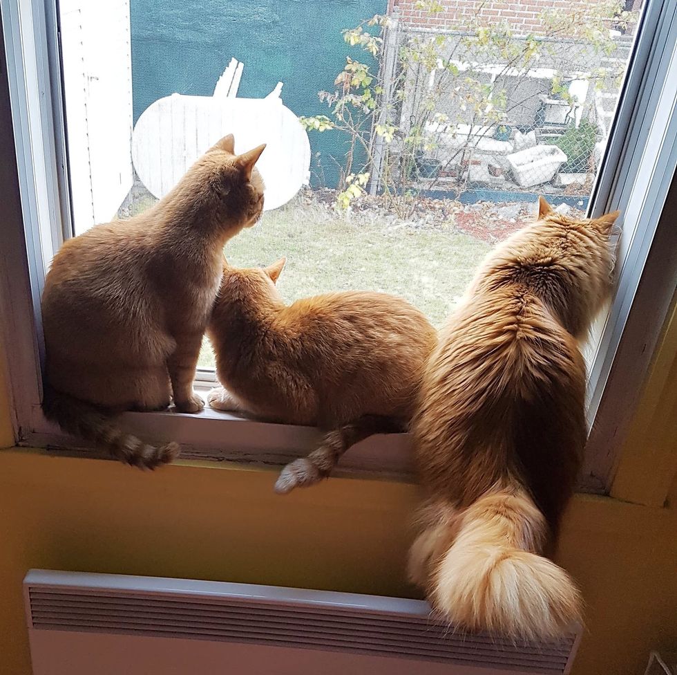 orange cats brothers window