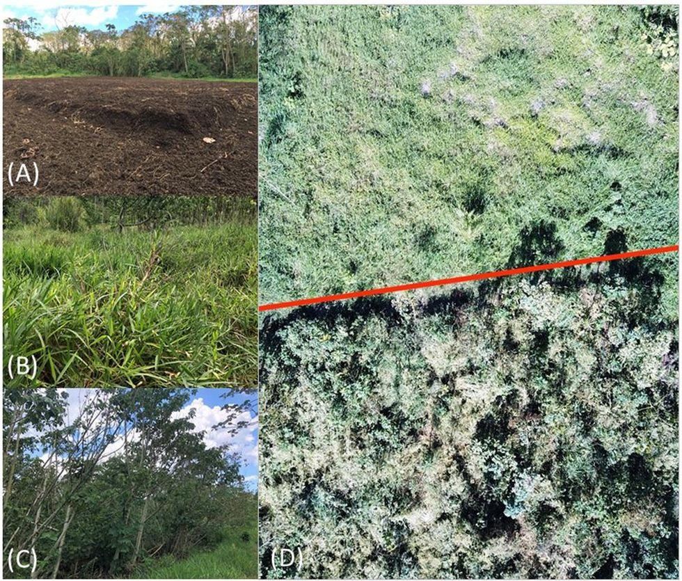 Before and after images of the forest