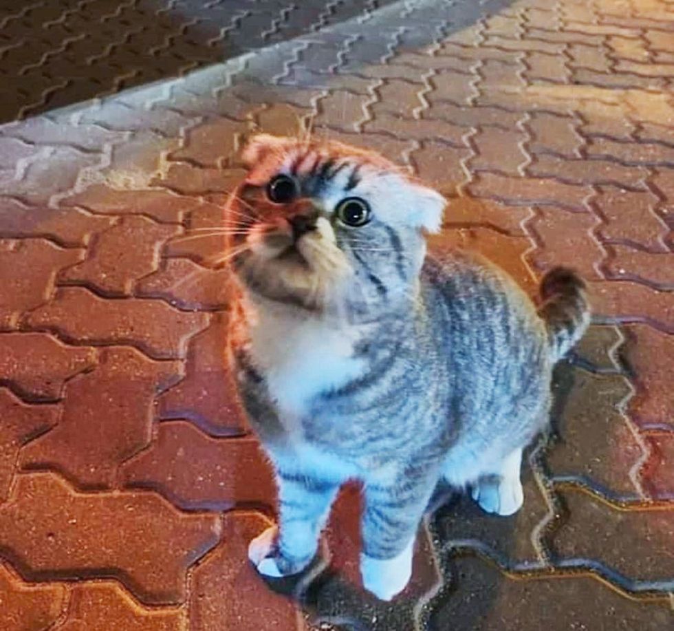 stray cat asking attention