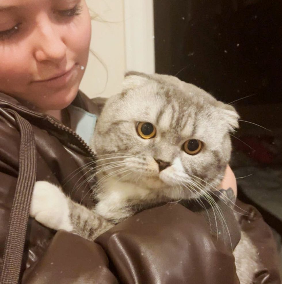 cat scottish fold cuddly