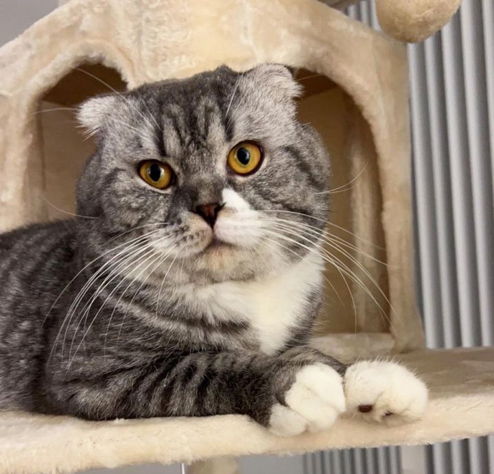 Cat Walks Around the Street Asking for Help, and Later Travels Across the Ocean to Be with His Person