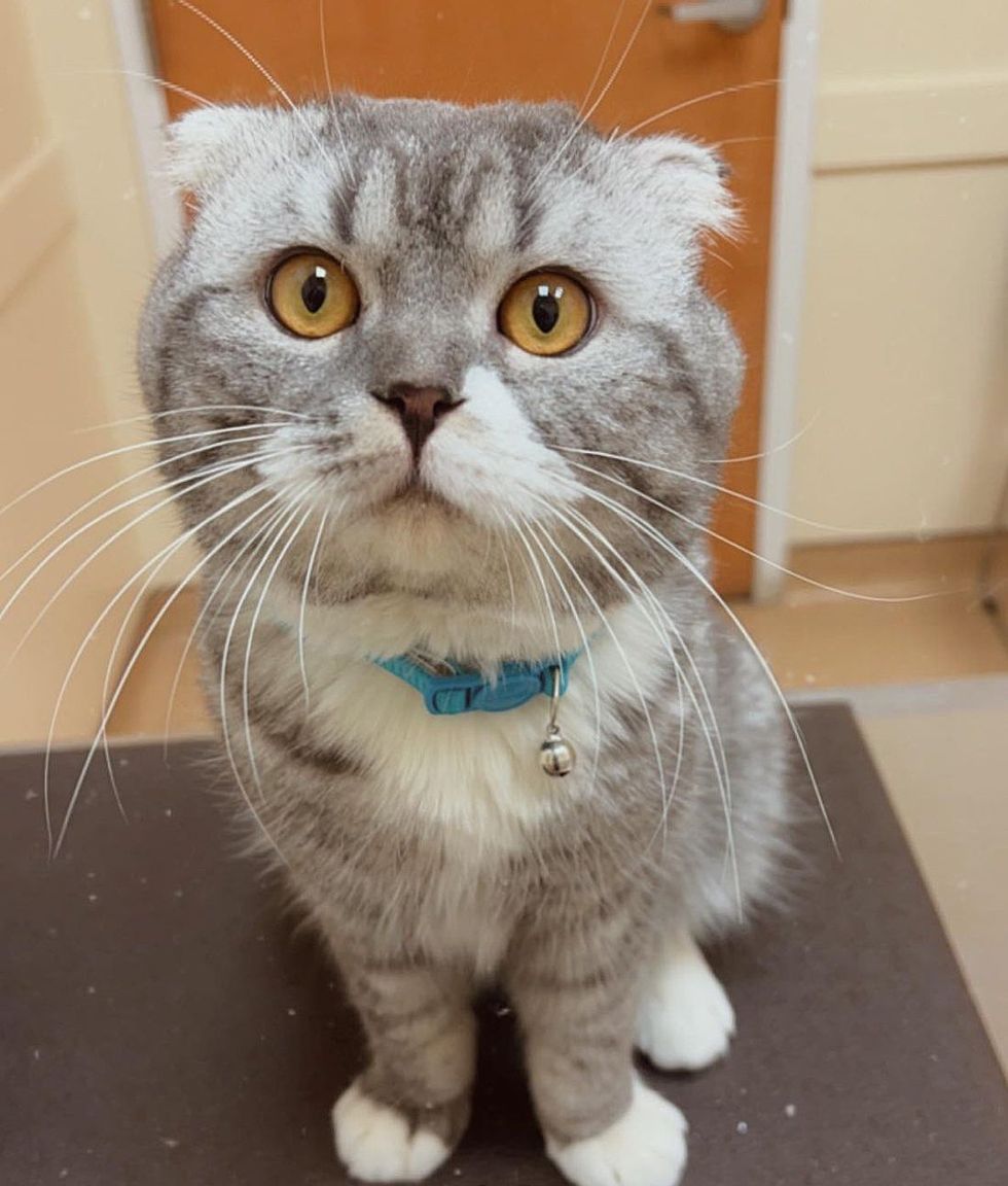 scottish fold feline  jax