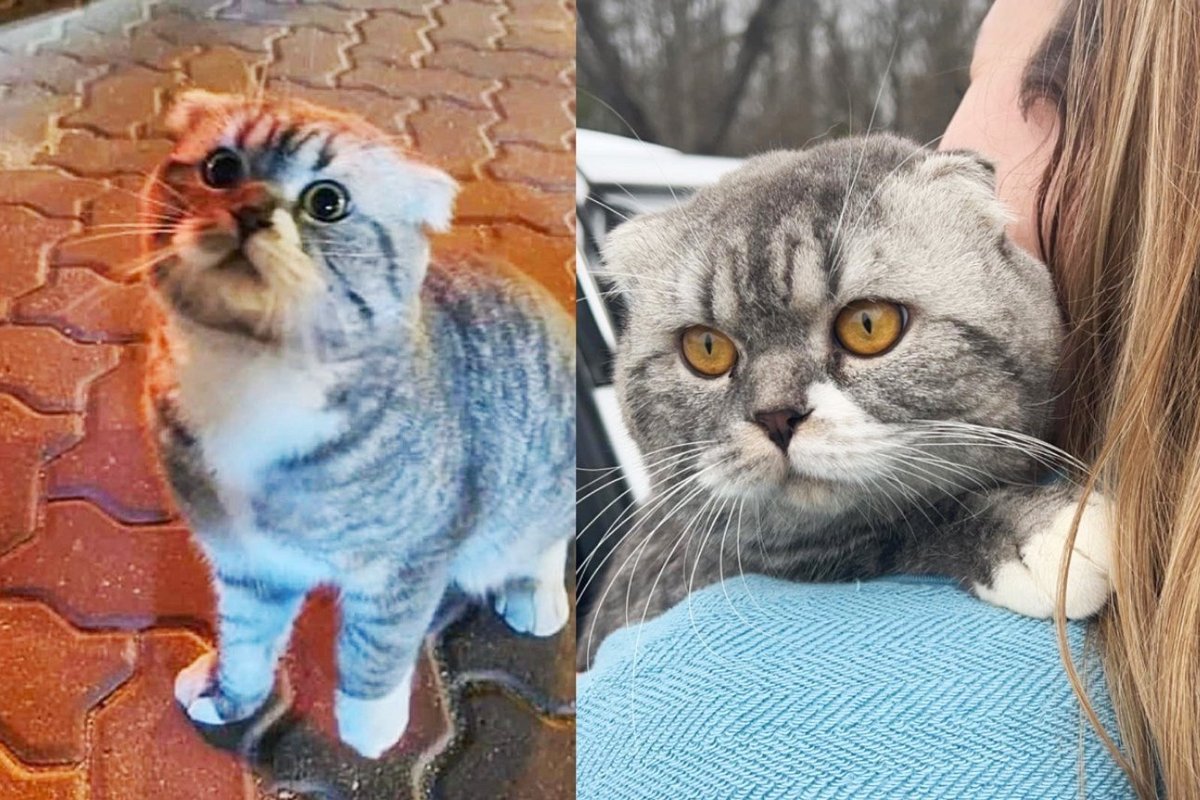 Cat Walks Around The Street Asking For Help And Later Travels Across cat-walks-around-the-street-asking-for-help-and-later-travels-across