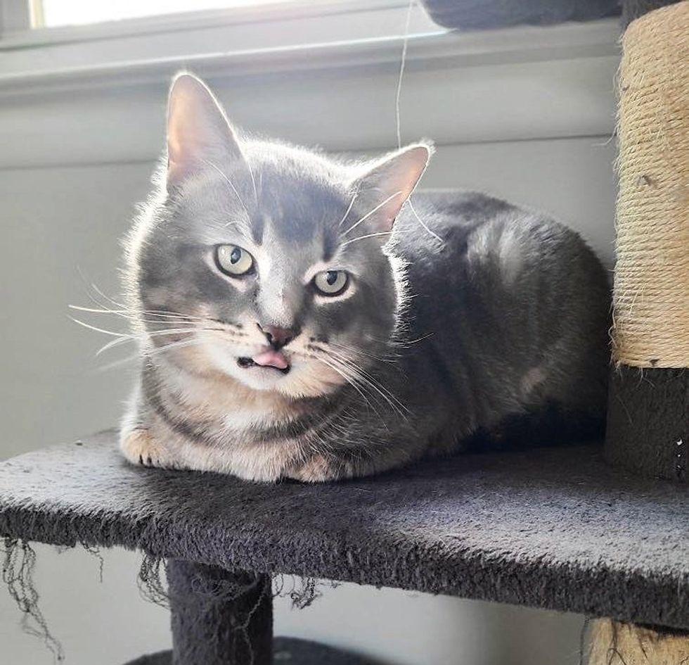 cat loafing cat tree