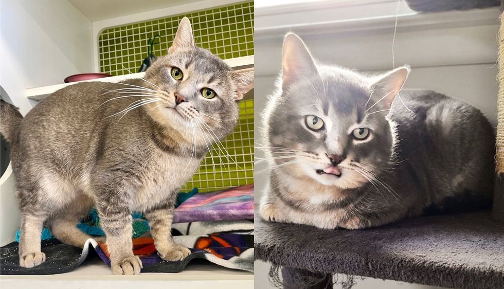 Cat Arrived at Shelter 4 Months Ago, Charms People with His Good Looks, Hoping His Lucky Day will Come Soon